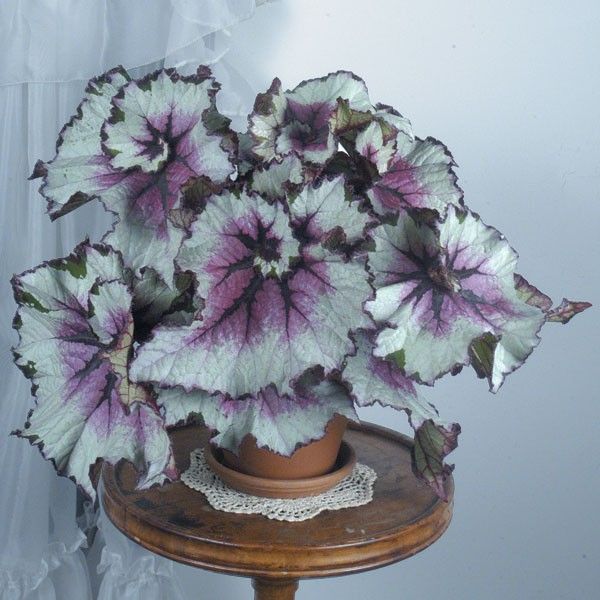 B. ‘New York Swirl’